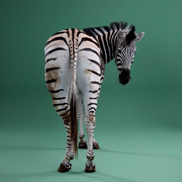 BDR_Webseite_2022_Max_Raabe_Laune_Abbildung_04